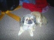 Pekingeser Cherie billede 6
