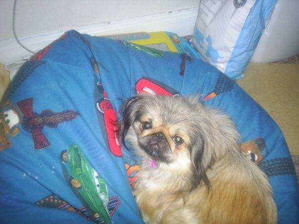 Pekingeser Cherie billede 5