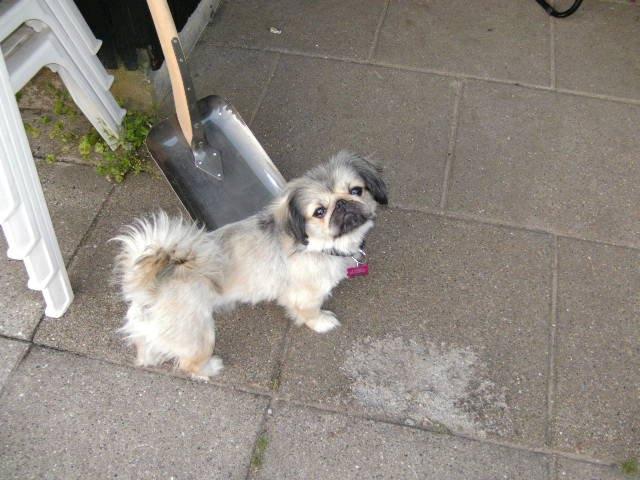 Pekingeser Cherie billede 7