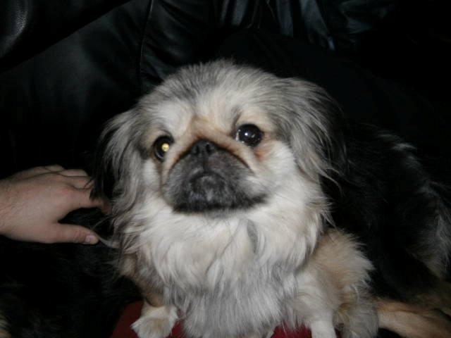 Pekingeser Cherie billede 8