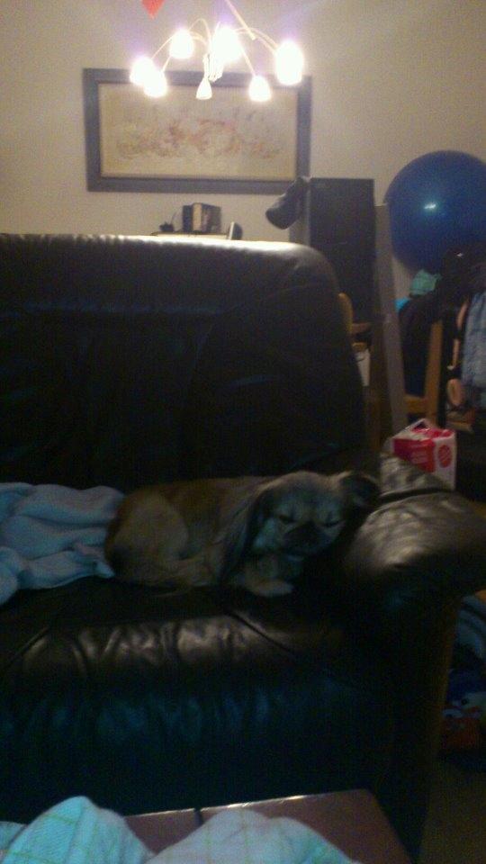 Pekingeser Cherie billede 9