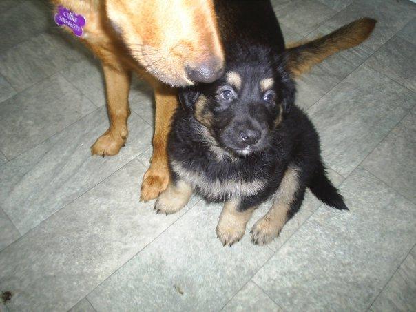 Blanding af racer Aleu billede 1