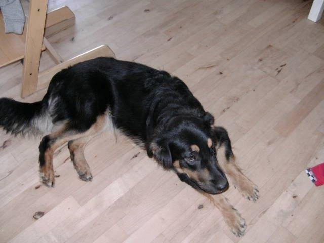 Blanding af racer Aleu billede 3