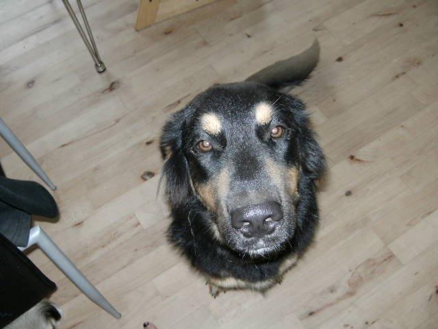 Blanding af racer Aleu billede 4