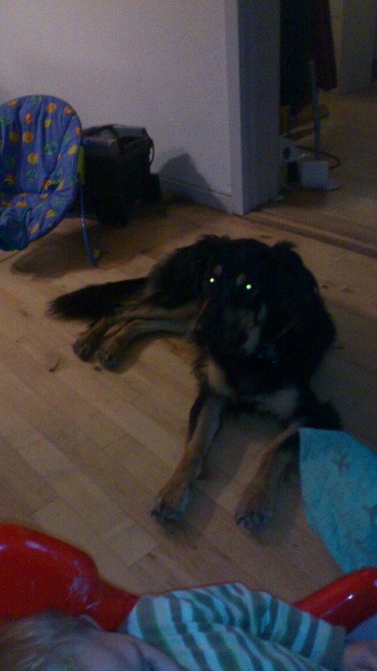 Blanding af racer Aleu billede 5