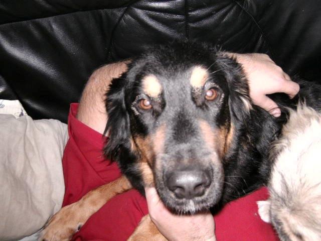 Blanding af racer Aleu billede 6