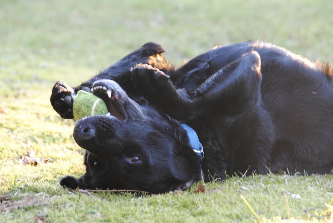 Labrador retriever Newton <3 - Uden på er jeg en 8 årig gammel hund, indeni er jeg kun en hvalp!  billede 11