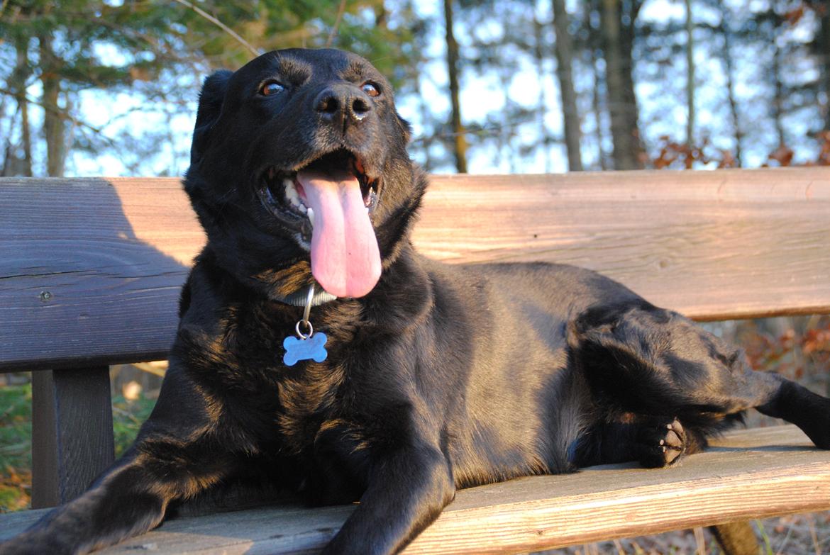 Labrador retriever Newton <3 - Newton tager lige en slapper :-D billede 16