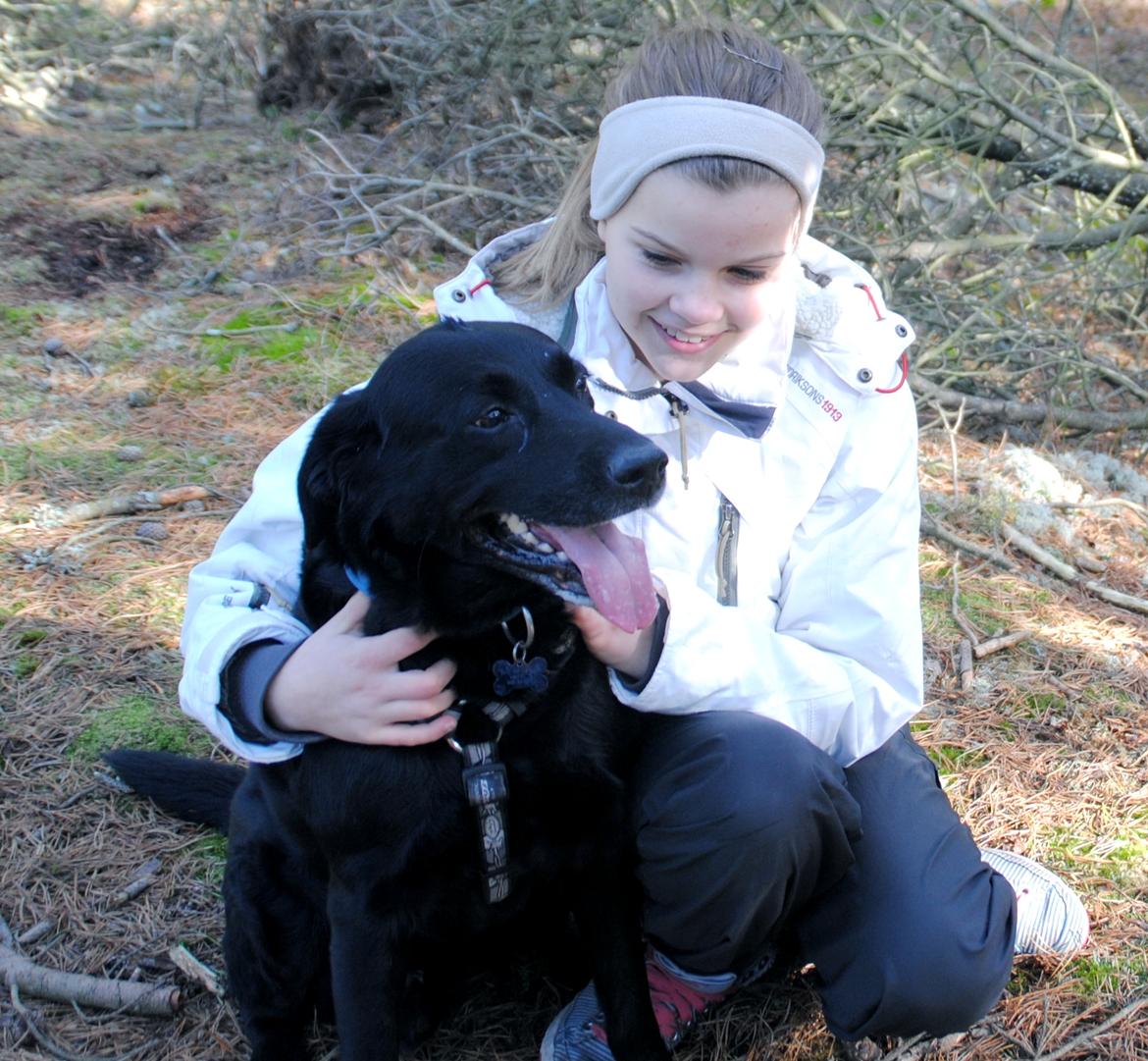 Labrador retriever Newton <3 - Min fantastiske hund <3 billede 13