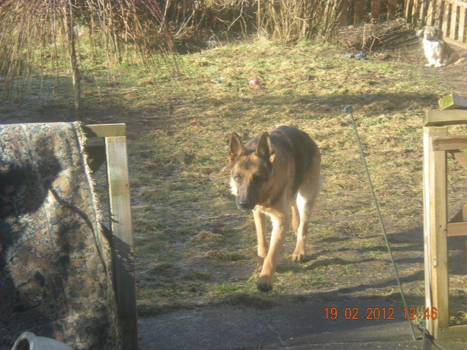 Schæferhund Freja billede 3