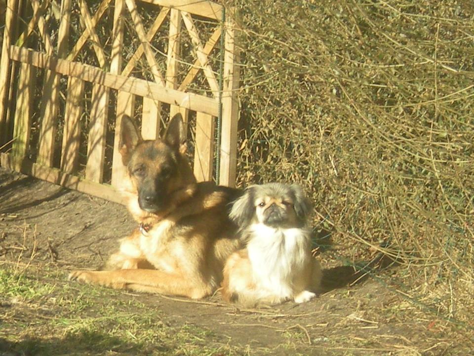 Schæferhund Freja billede 4