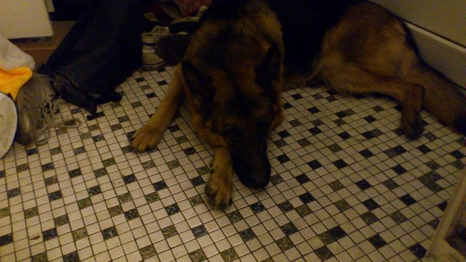 Schæferhund Freja billede 5