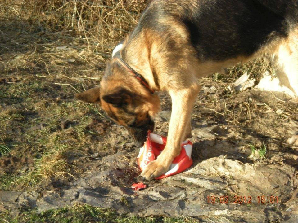 Schæferhund Freja billede 6