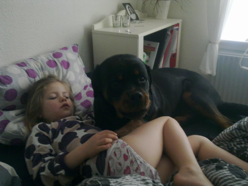 Rottweiler Heitah's Ziko billede 6