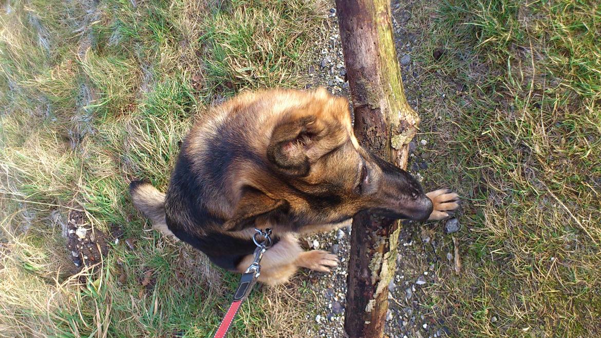 Schæferhund Freja billede 7