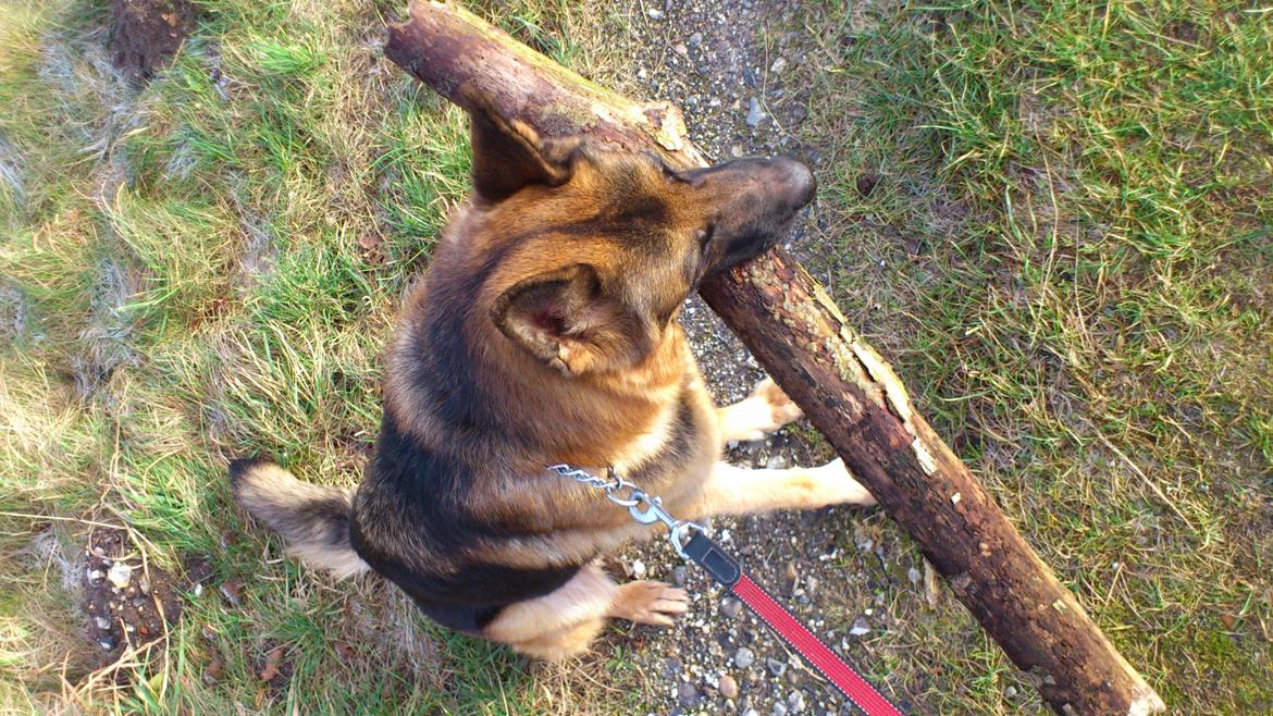 Schæferhund Freja billede 8