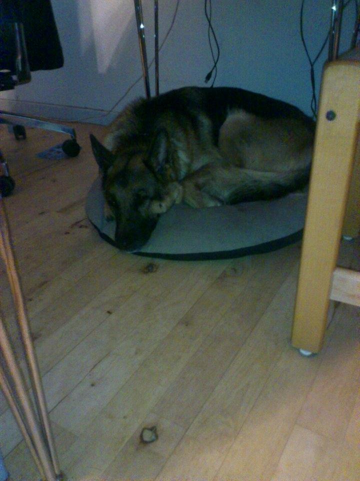 Schæferhund Freja billede 9