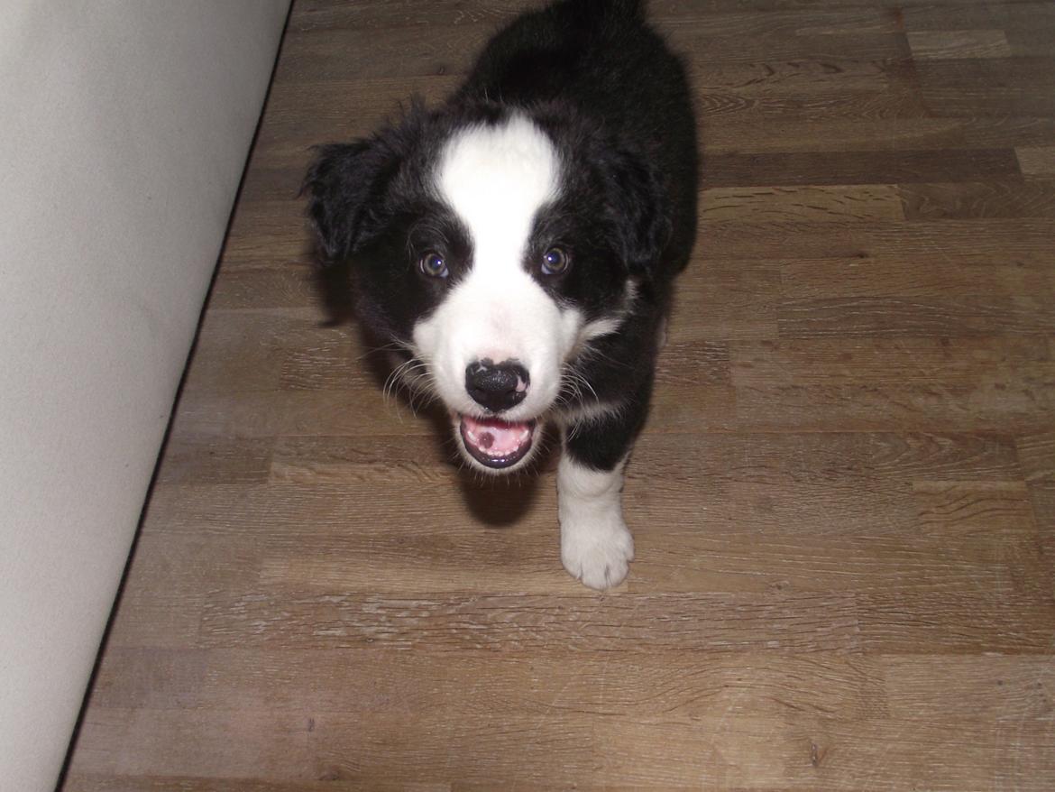 Border collie Balto - Dagen efter vi fik ham hjem:)  billede 3