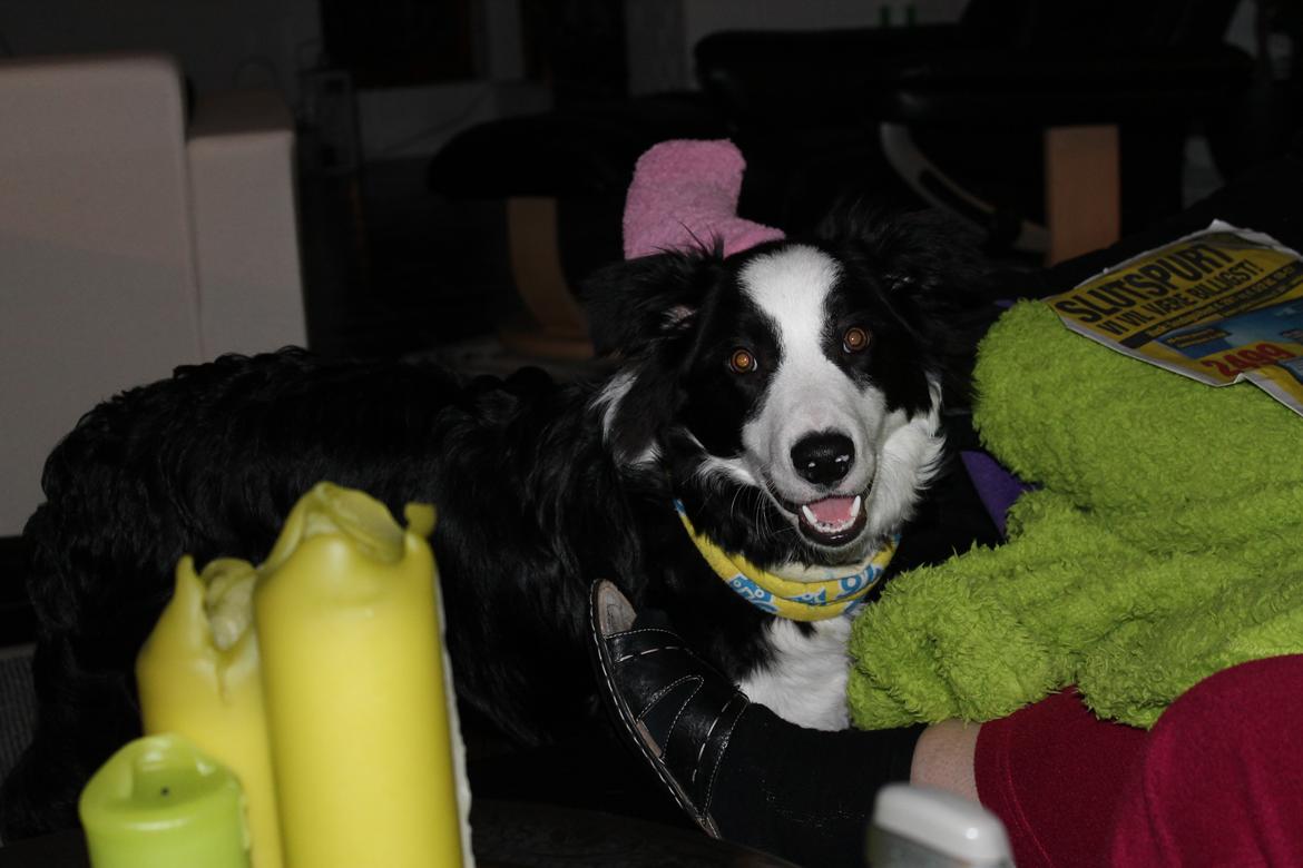 Border collie Balto billede 7