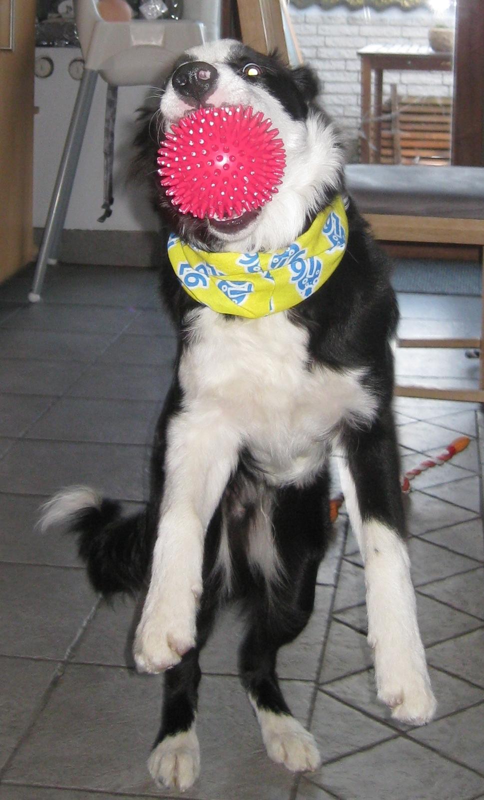 Border collie Balto billede 8