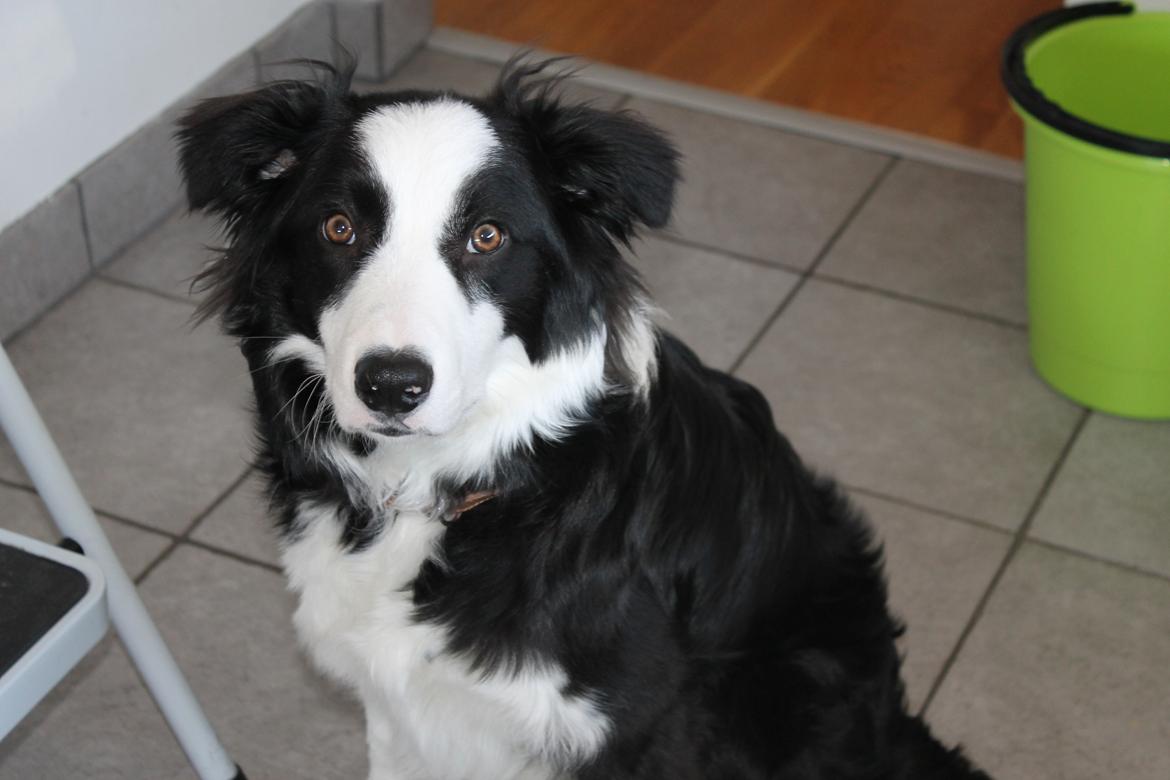 Border collie Balto billede 9