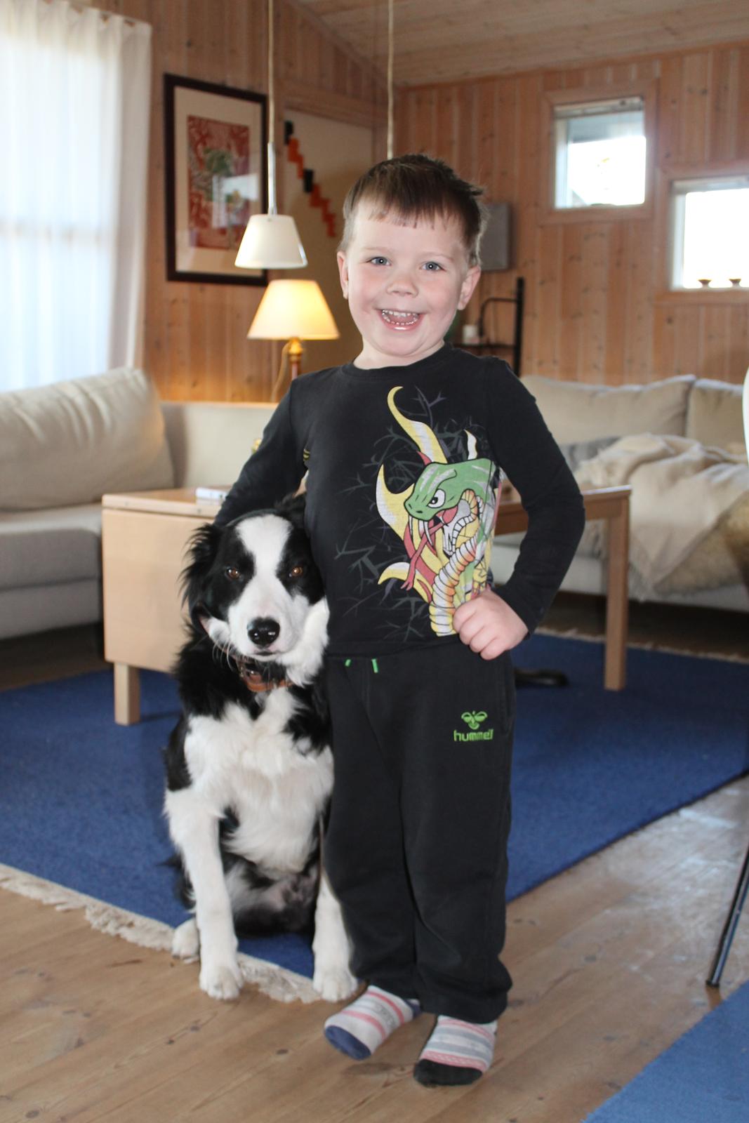 Border collie Balto billede 11