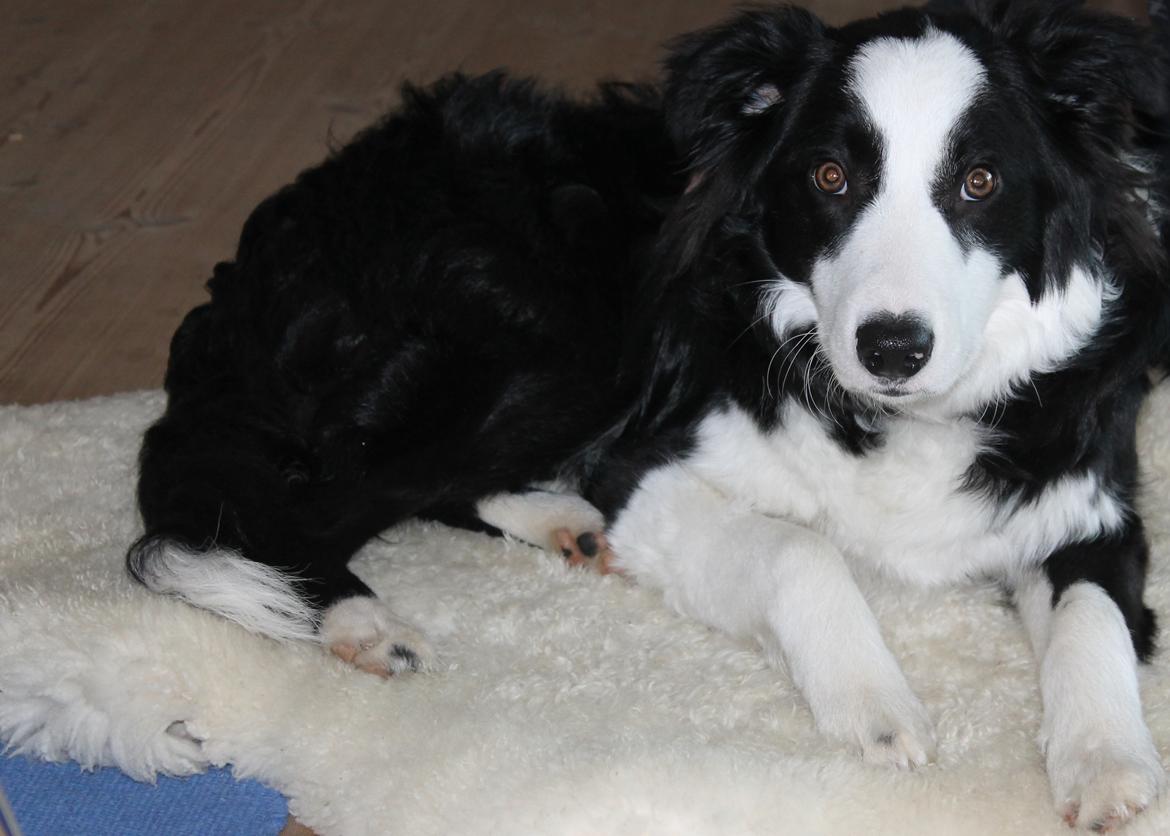 Border collie Balto billede 1