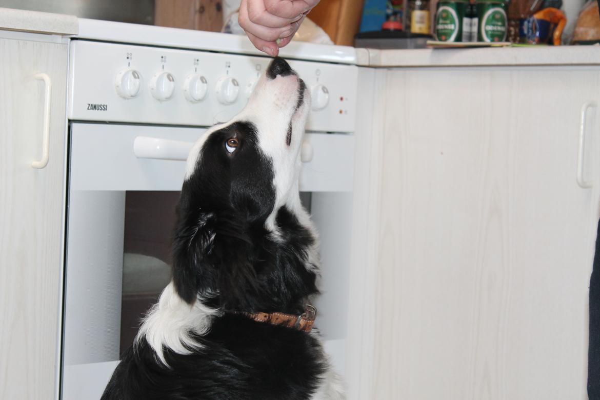 Border collie Balto billede 12