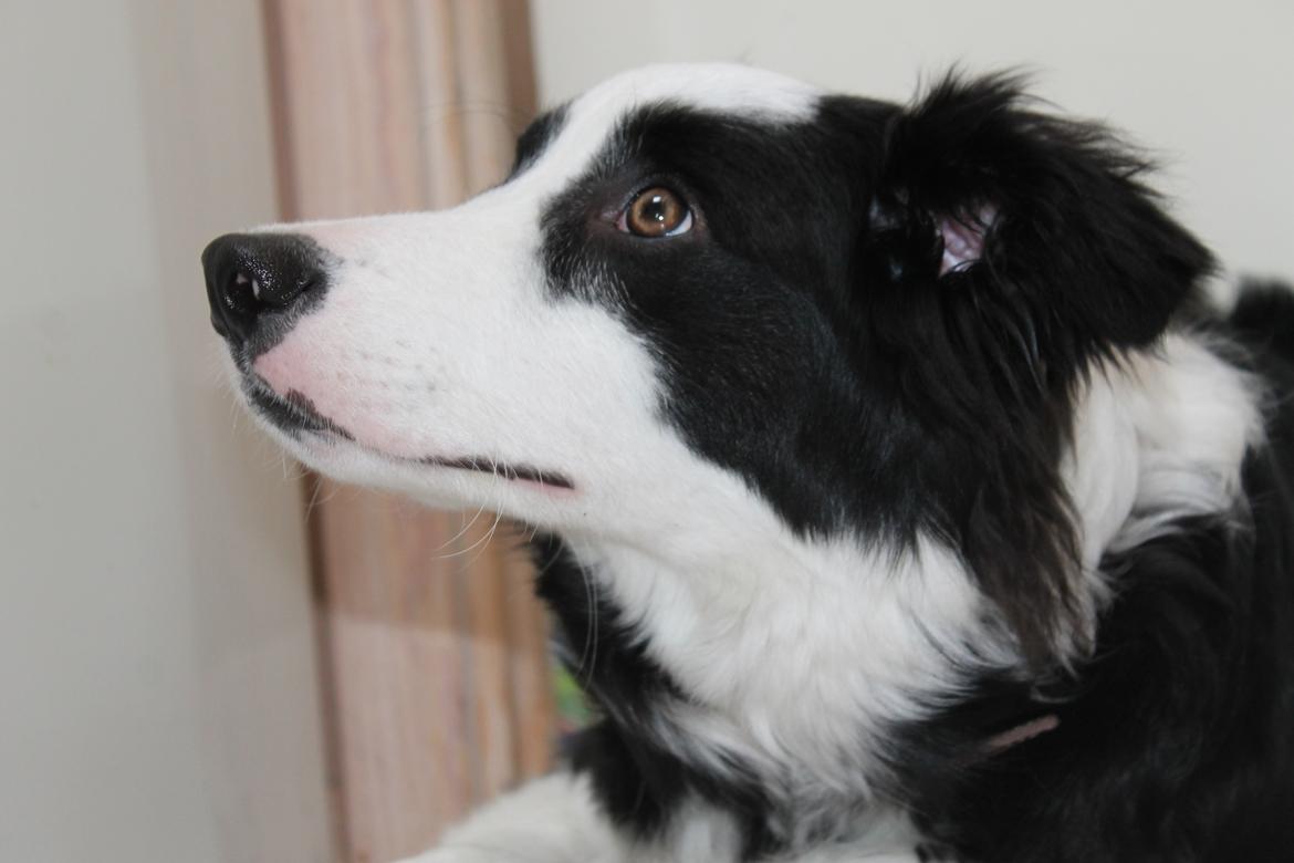 Border collie Balto billede 13