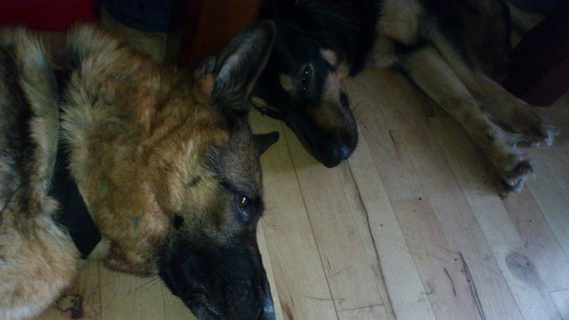 Schæferhund Freja billede 10