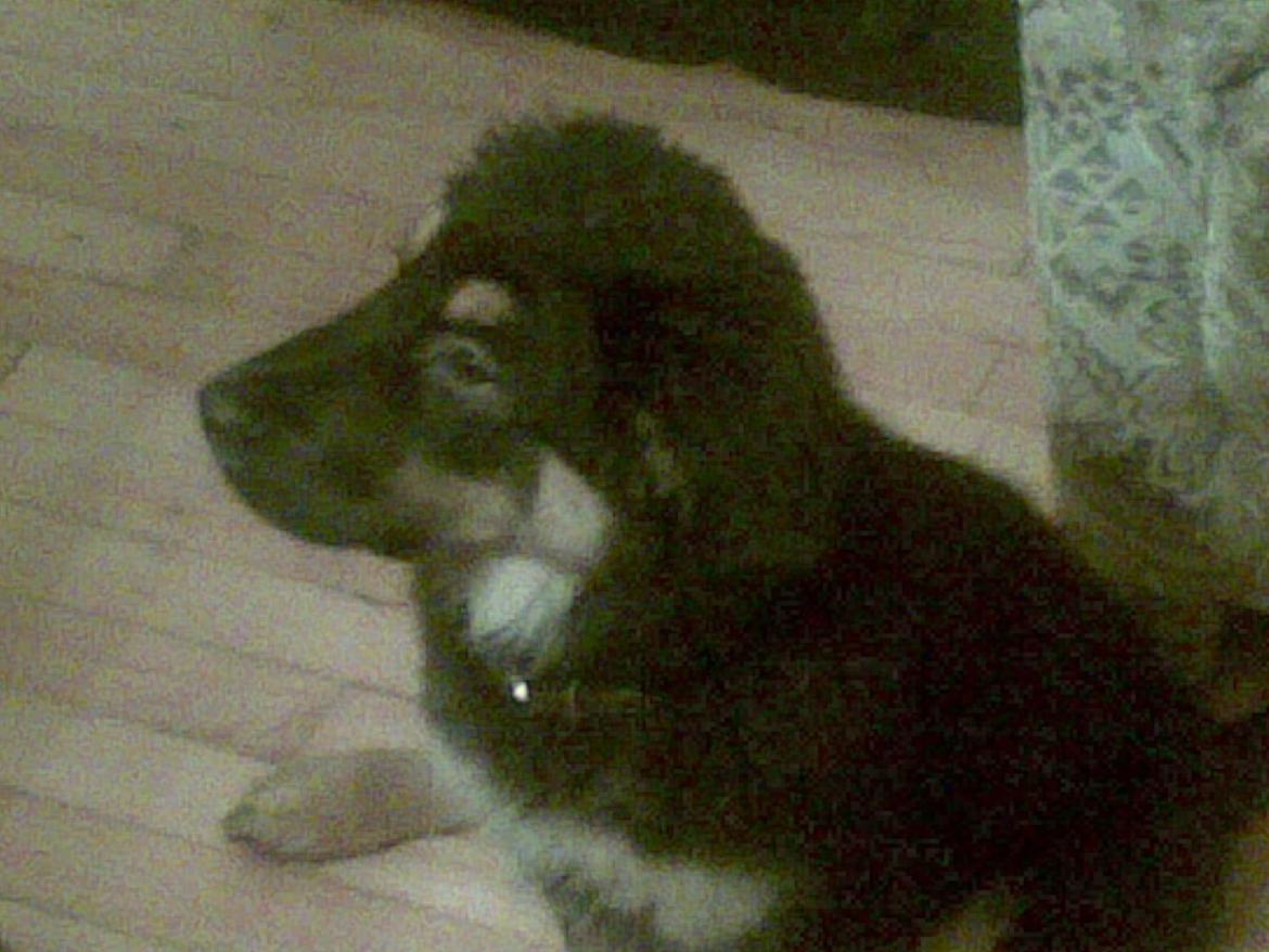 Blanding af racer Aleu billede 7