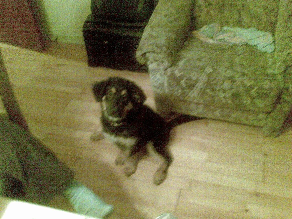 Blanding af racer Aleu billede 8