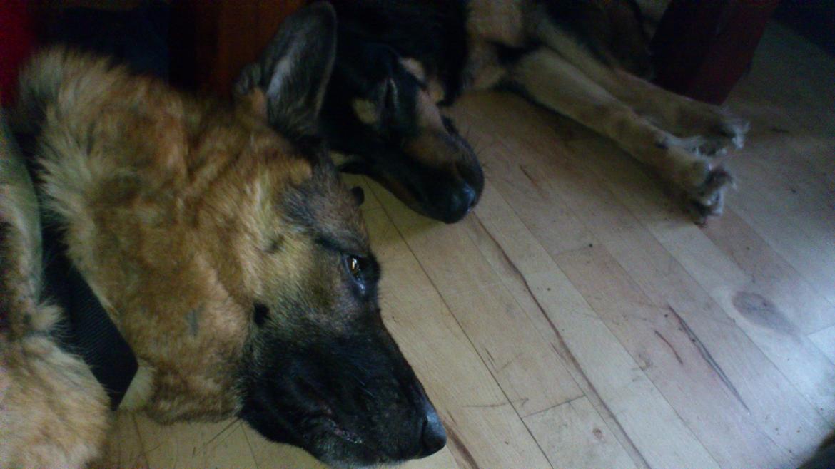 Blanding af racer Aleu billede 9