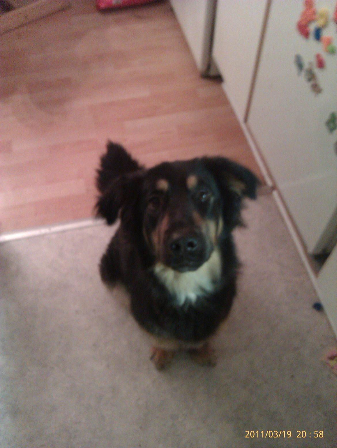 Blanding af racer Aleu billede 10