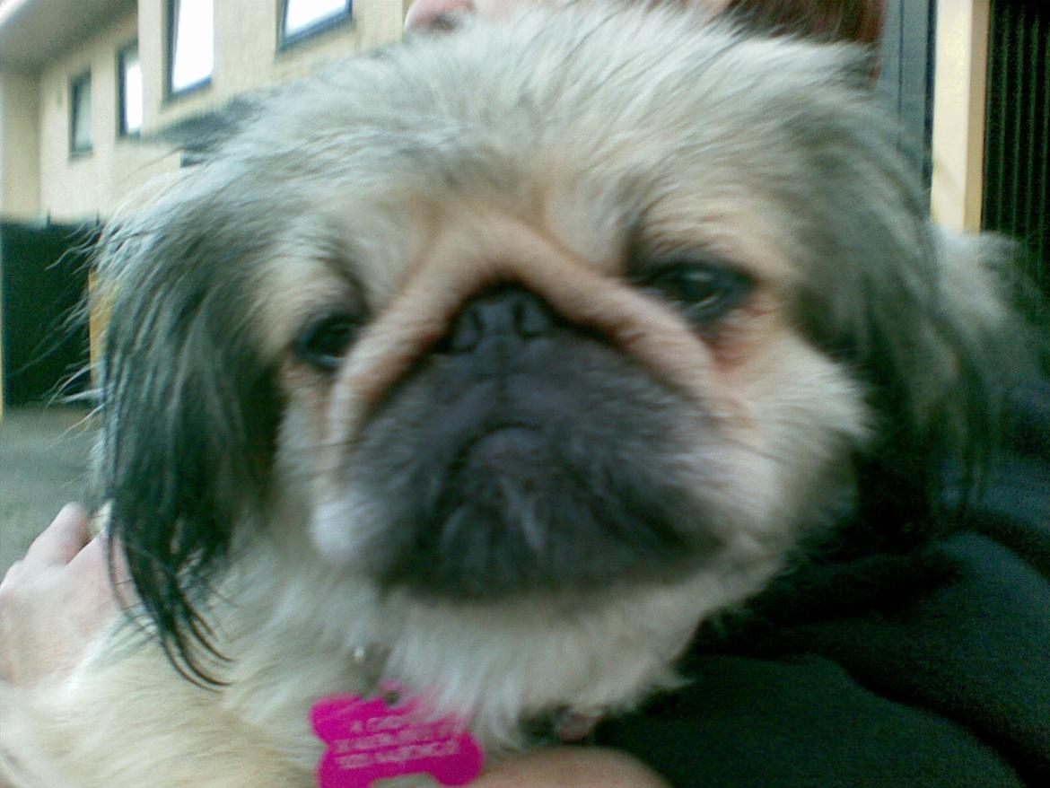 Pekingeser Cherie billede 10