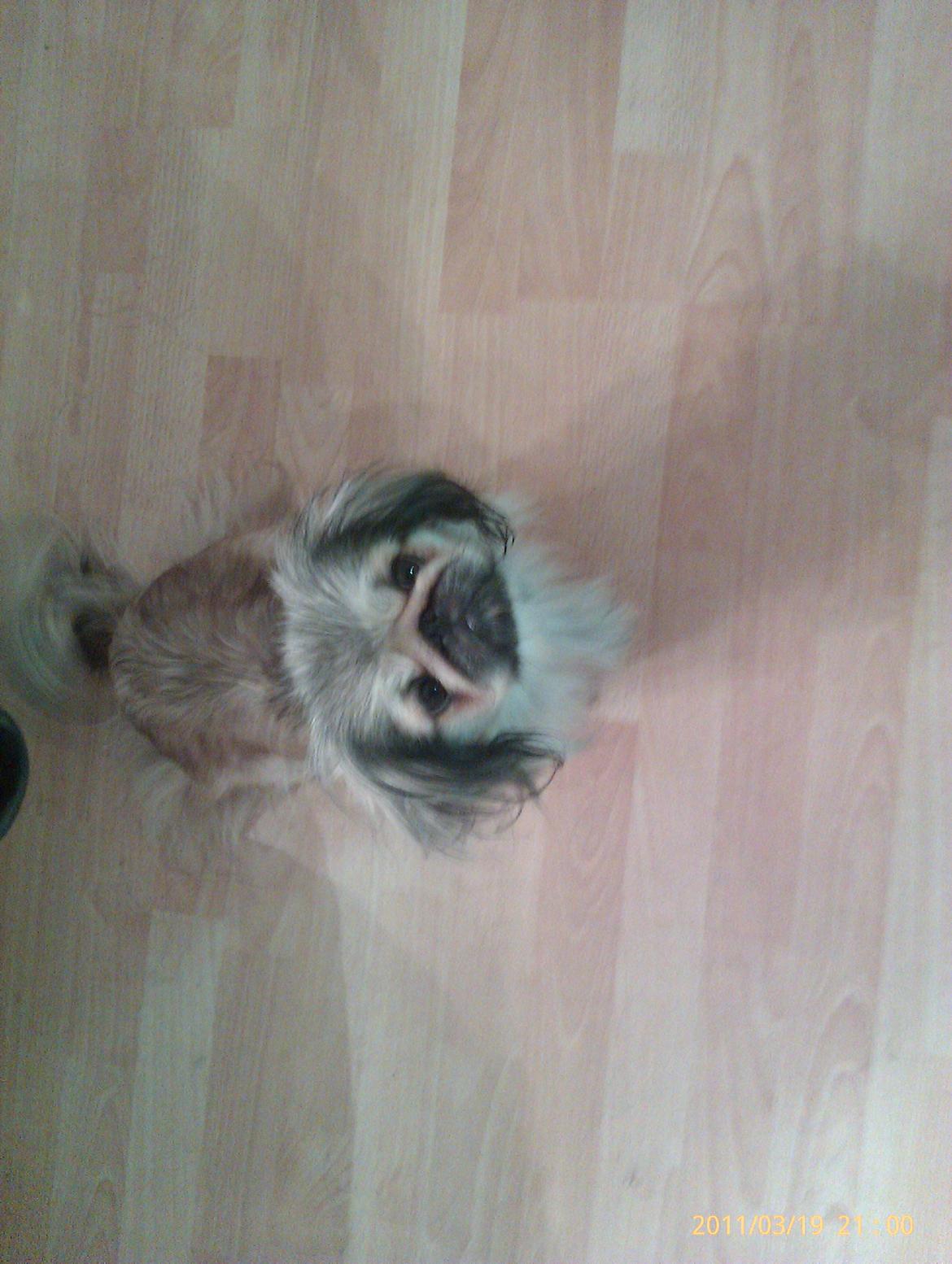 Pekingeser Cherie billede 11