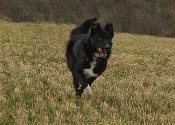 Border collie Hubert billede 14