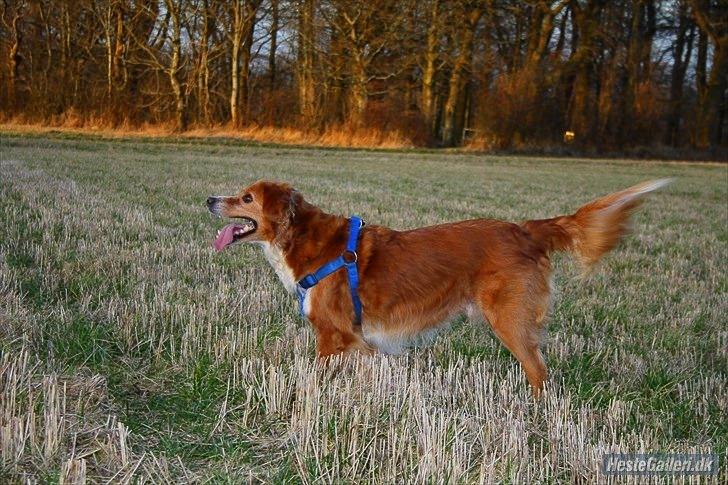Nova scotia duck tolling retriever Chang billede 16