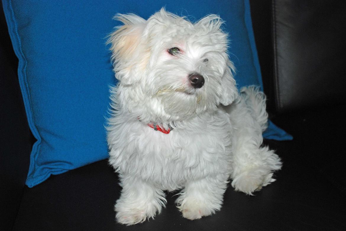 Malteser Fie R.I.P 26. Januar 2015 billede 27