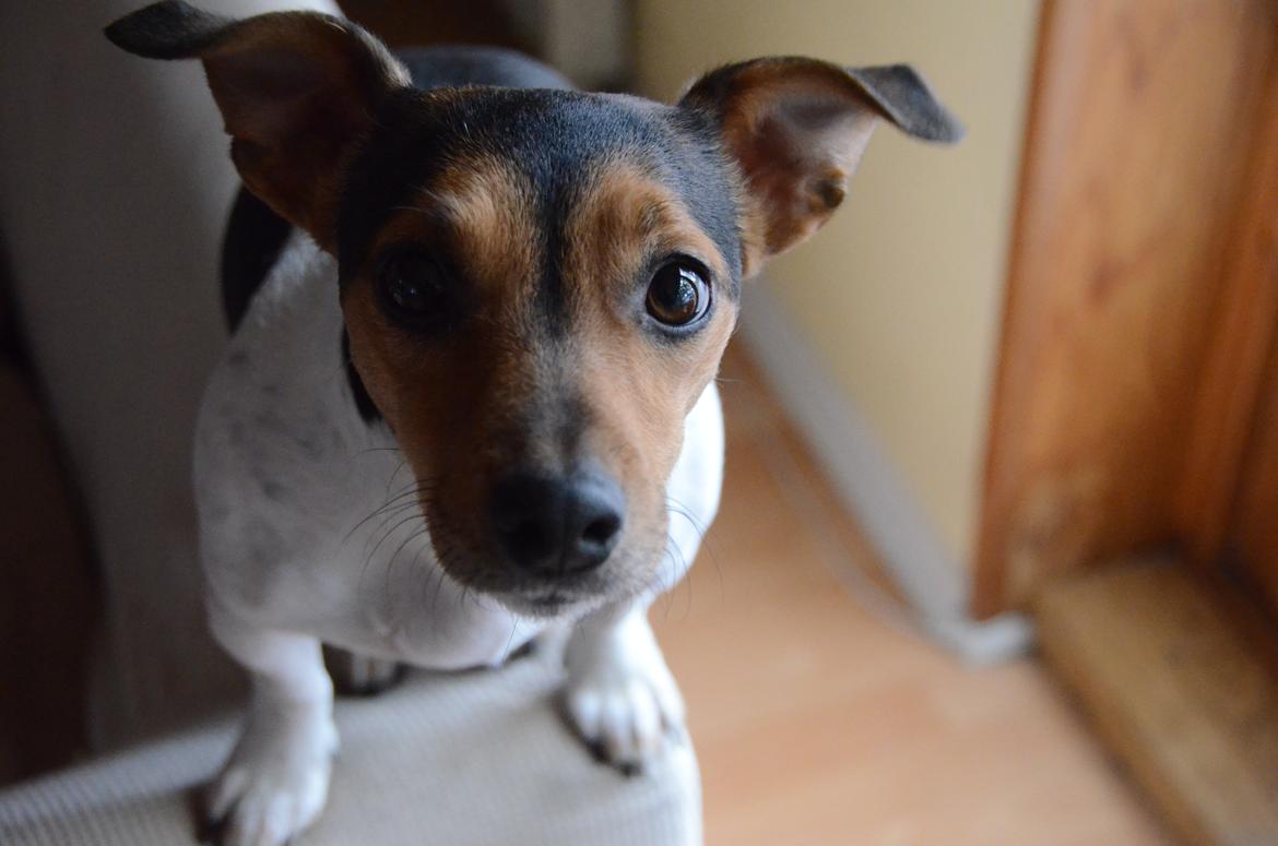 Jack russell terrier Sabbie billede 7