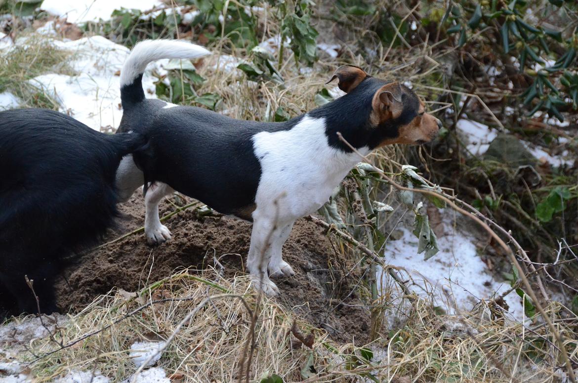 Jack russell terrier Sabbie billede 8