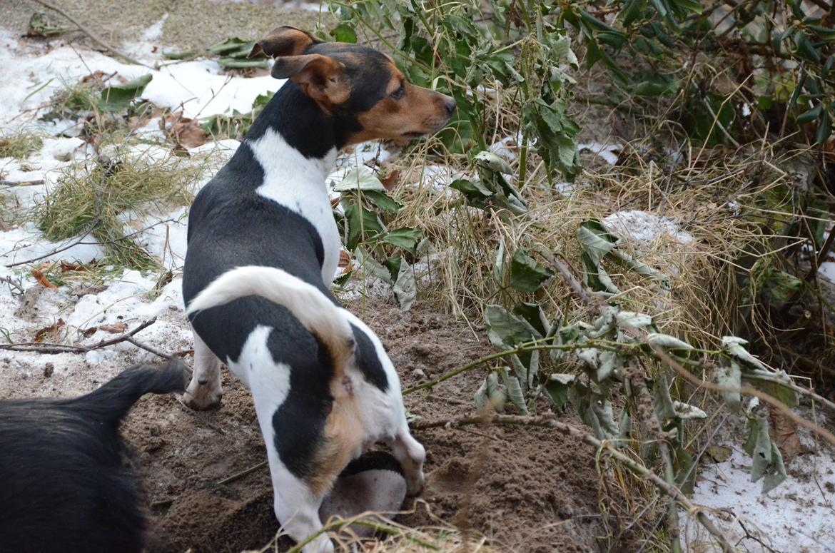 Jack russell terrier Sabbie billede 9