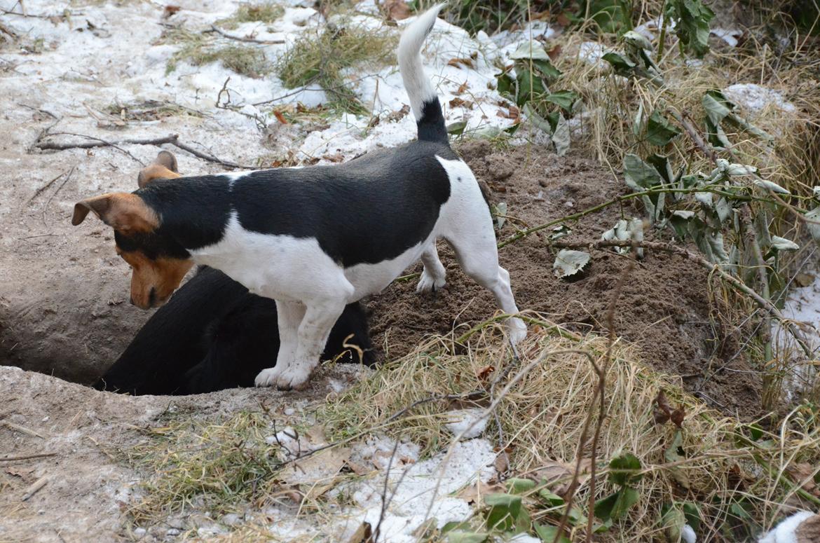 Jack russell terrier Sabbie billede 10