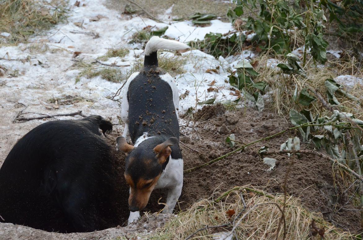 Jack russell terrier Sabbie billede 11