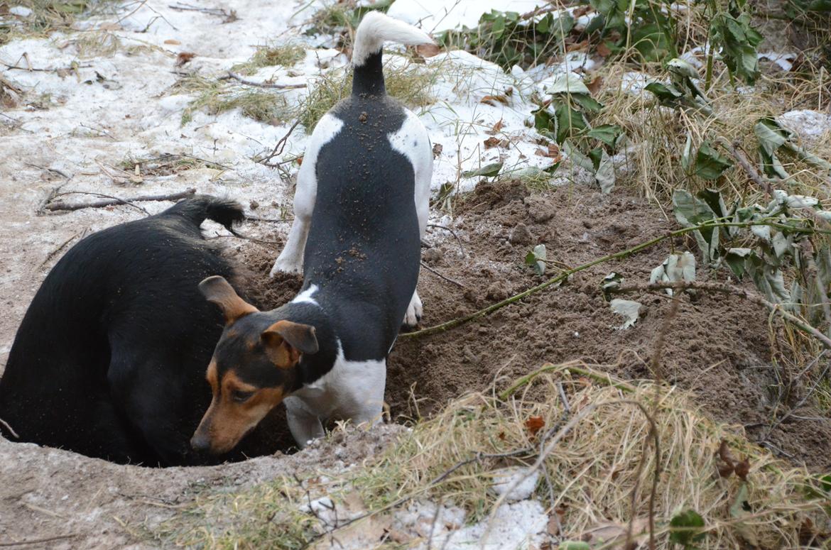 Jack russell terrier Sabbie billede 12