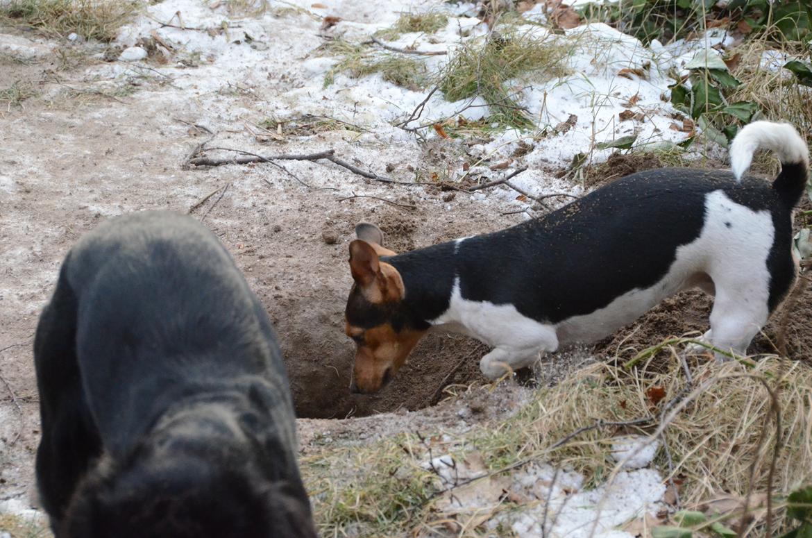 Jack russell terrier Sabbie billede 13