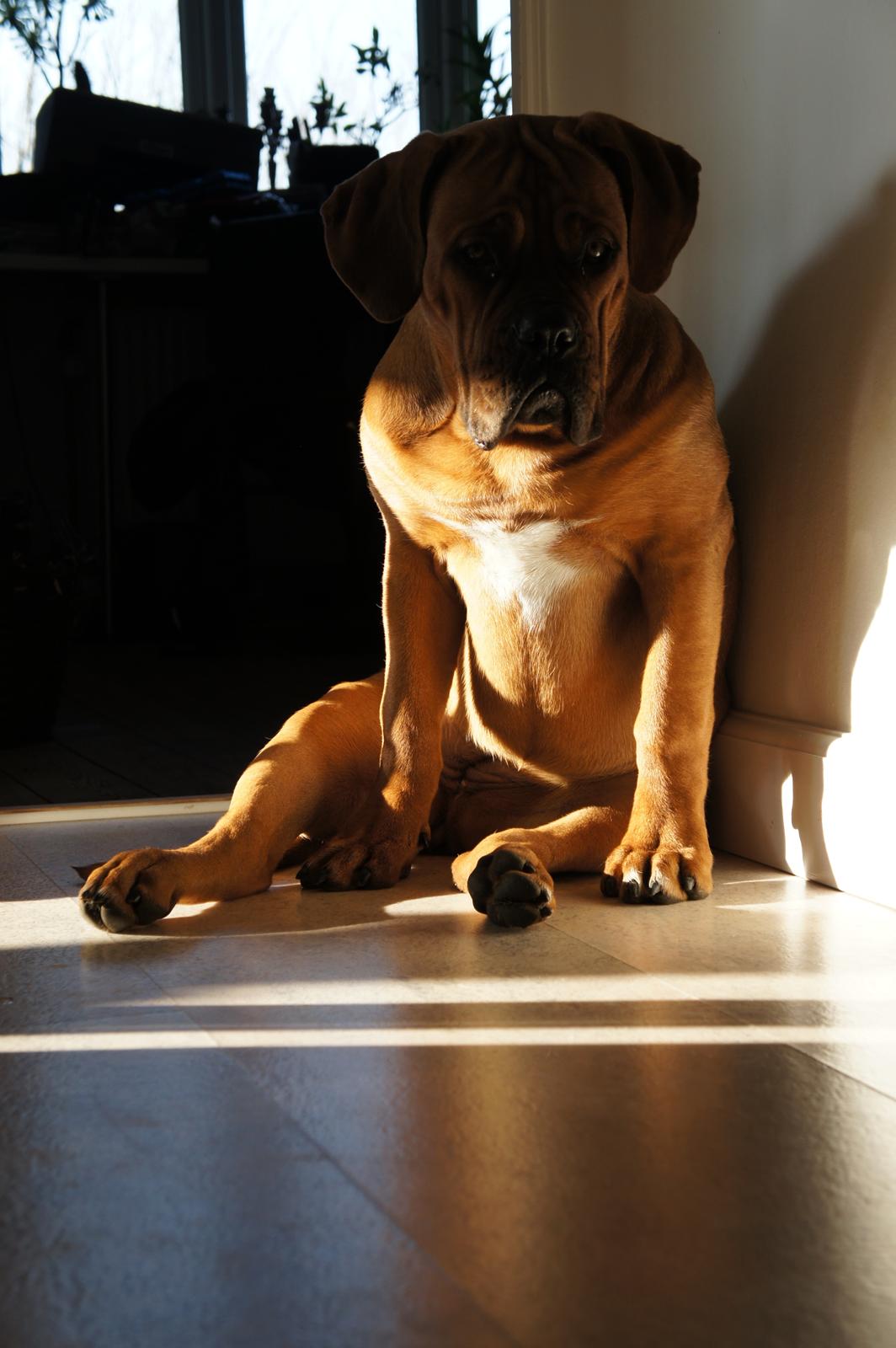 Dogue de bordeaux Shadow of Oak Edina aka Ina - Nogen som sagde "siit??" billede 14