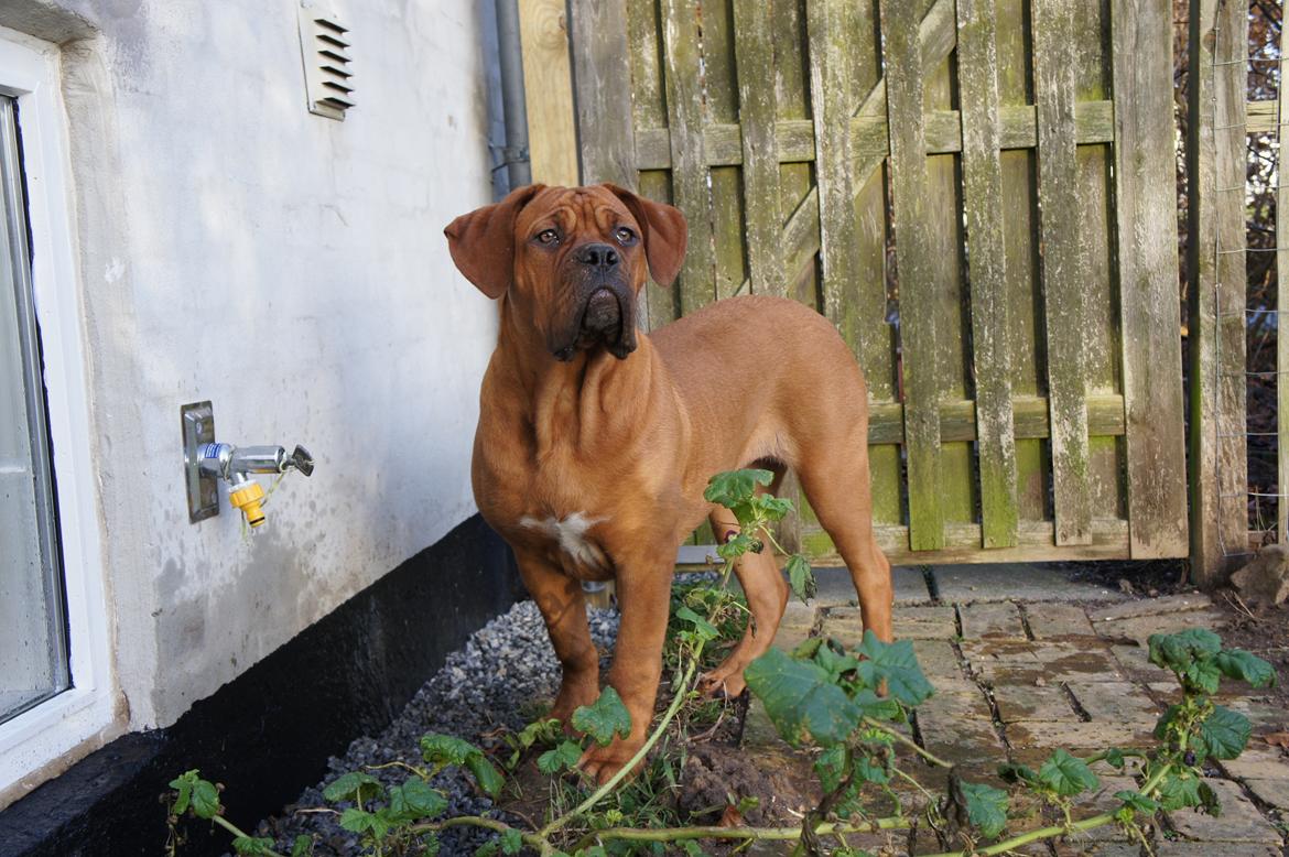 Dogue de bordeaux Shadow of Oak Edina aka Ina - Stooor pige:-)) billede 15