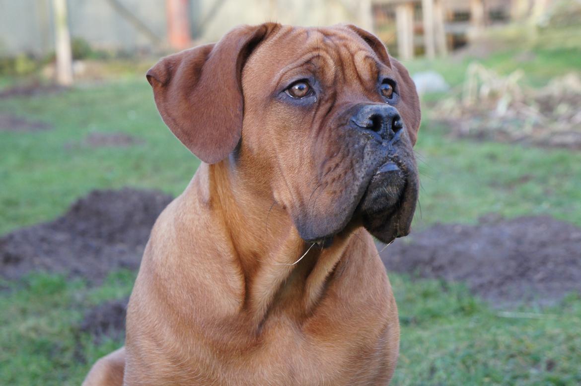 Dogue de bordeaux Shadow of Oak Edina aka Ina - smukke mig... billede 1