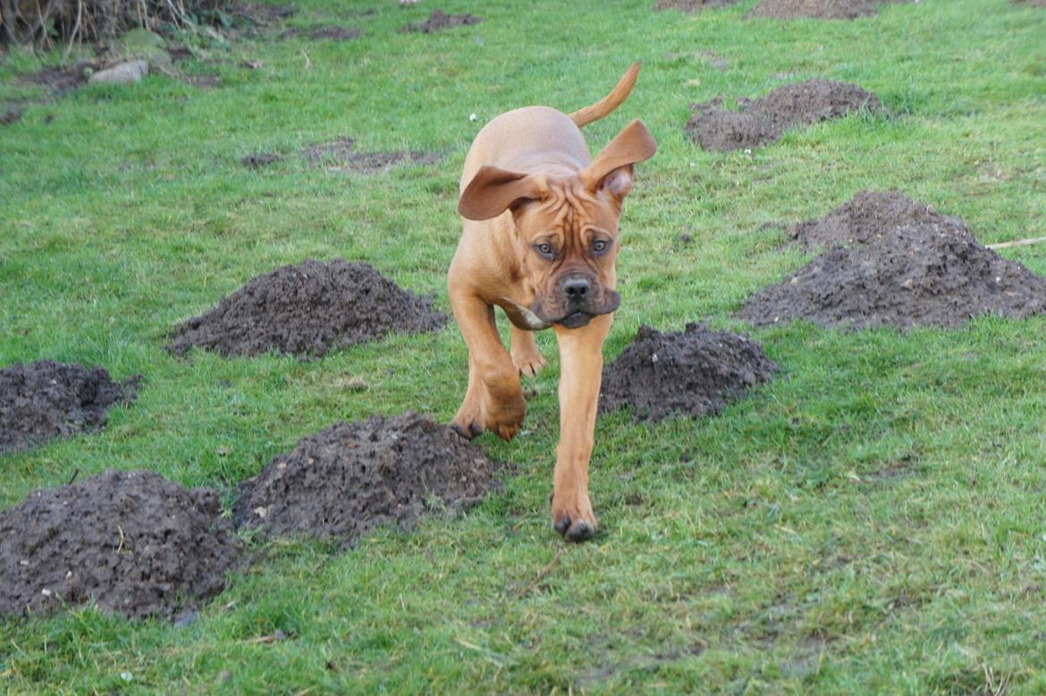 Dogue de bordeaux Shadow of Oak Edina aka Ina - Hophop billede 16